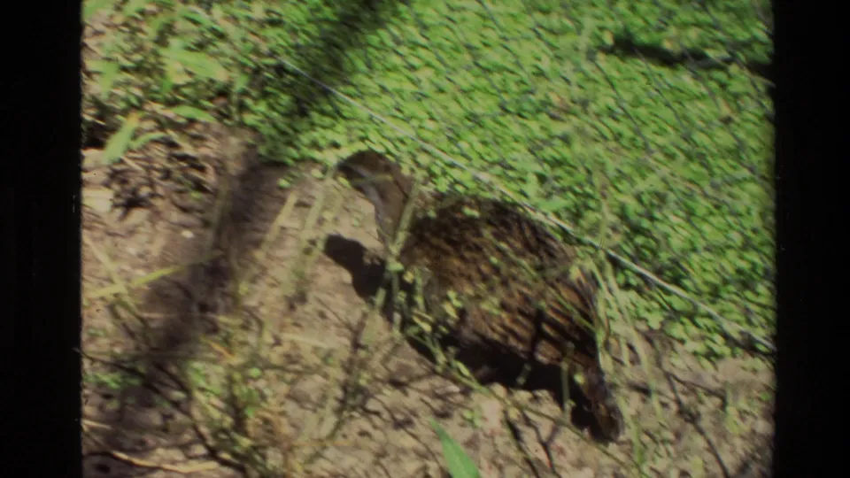 Close 8mm frame of a dark bird foraging in green ground cover, with exposed soil, roots, and sunlit vegetation visible.