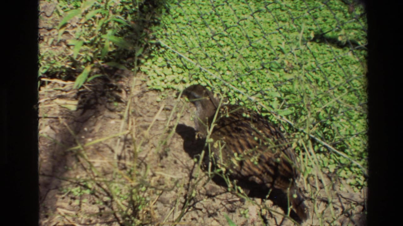 In 1981 New Zealand home-movie footage, a small brown striped bird appears to forage on bare ground near green foliage and chain-link fencing.