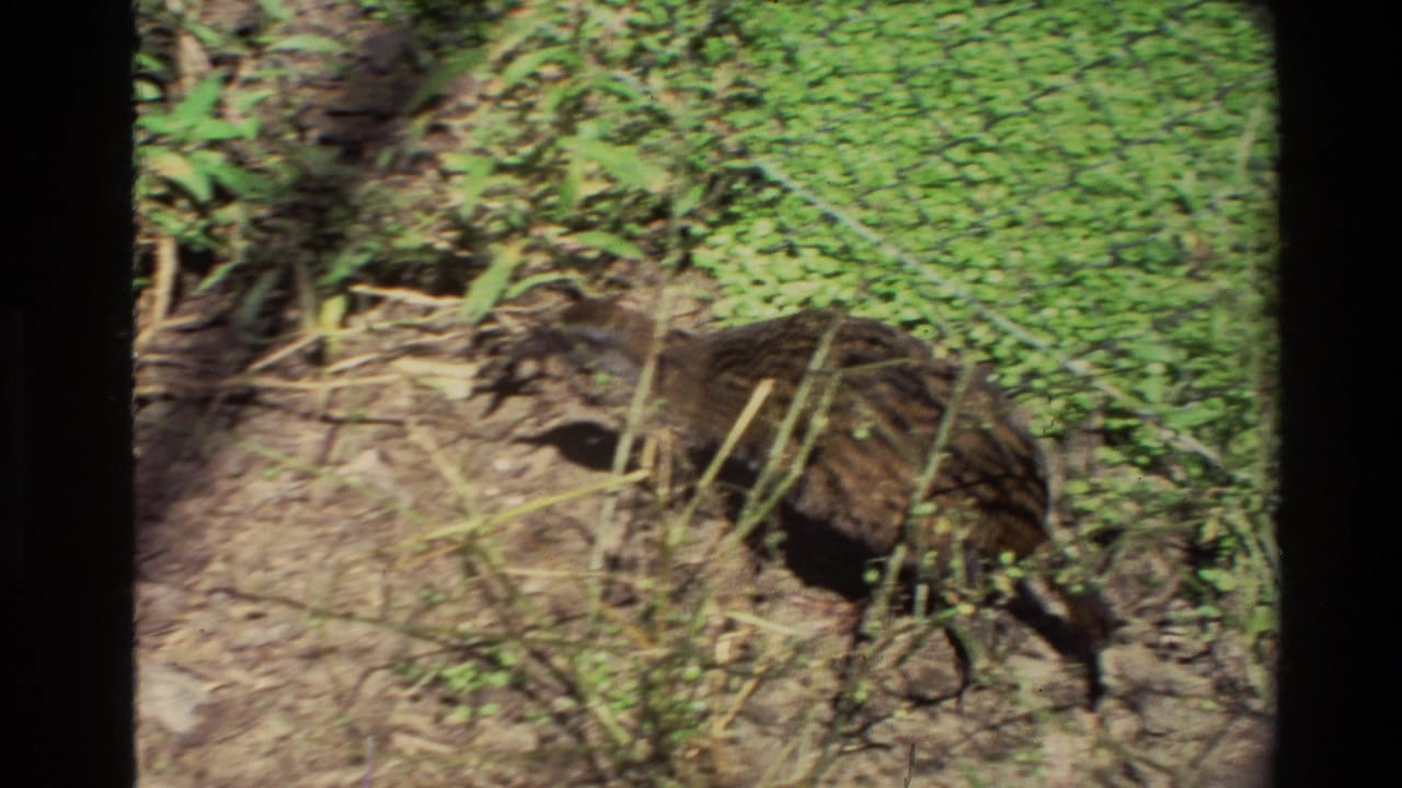 Brown striped bird near dirt, plants, and a green foliage-covered fence.