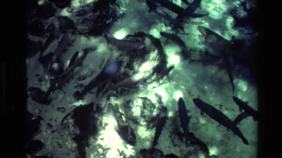 An underwater view shows many fish moving through clear fresh water over rocks, rendered with blue-green Super 8 color and soft grain.