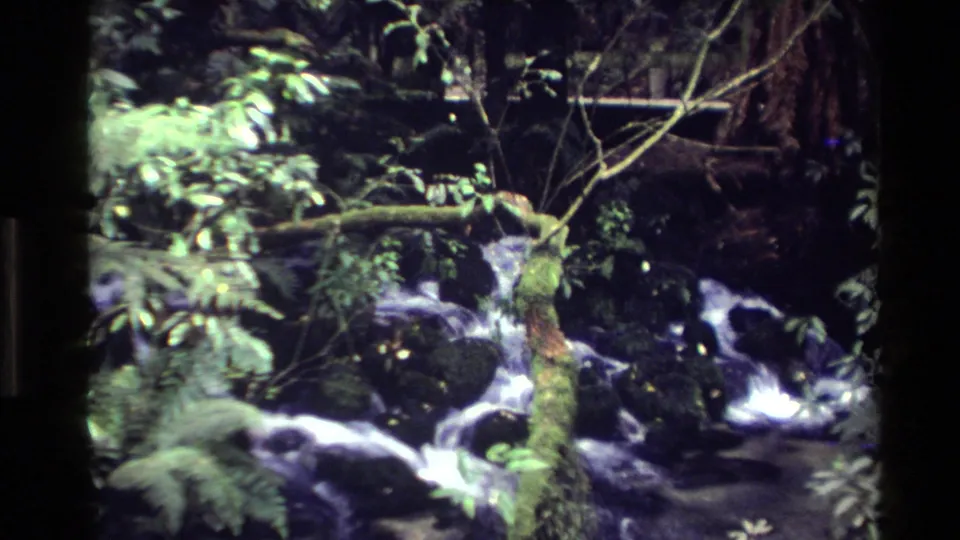 A shaded New Zealand forest stream cascades over rocks, surrounded by moss, ferns, branches, and dense green vegetation in handheld 8mm footage.