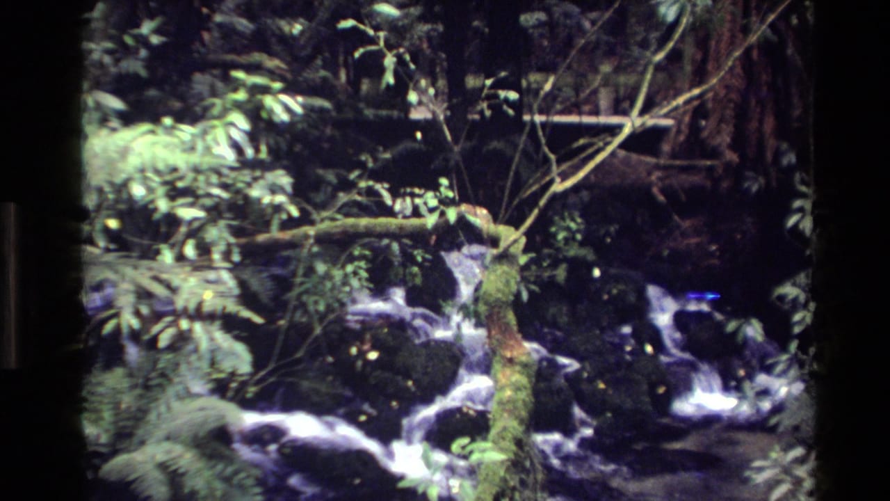 1981 New Zealand 8mm frame of water moving through a shaded stream with ferns, branches, and moss-covered rocks.