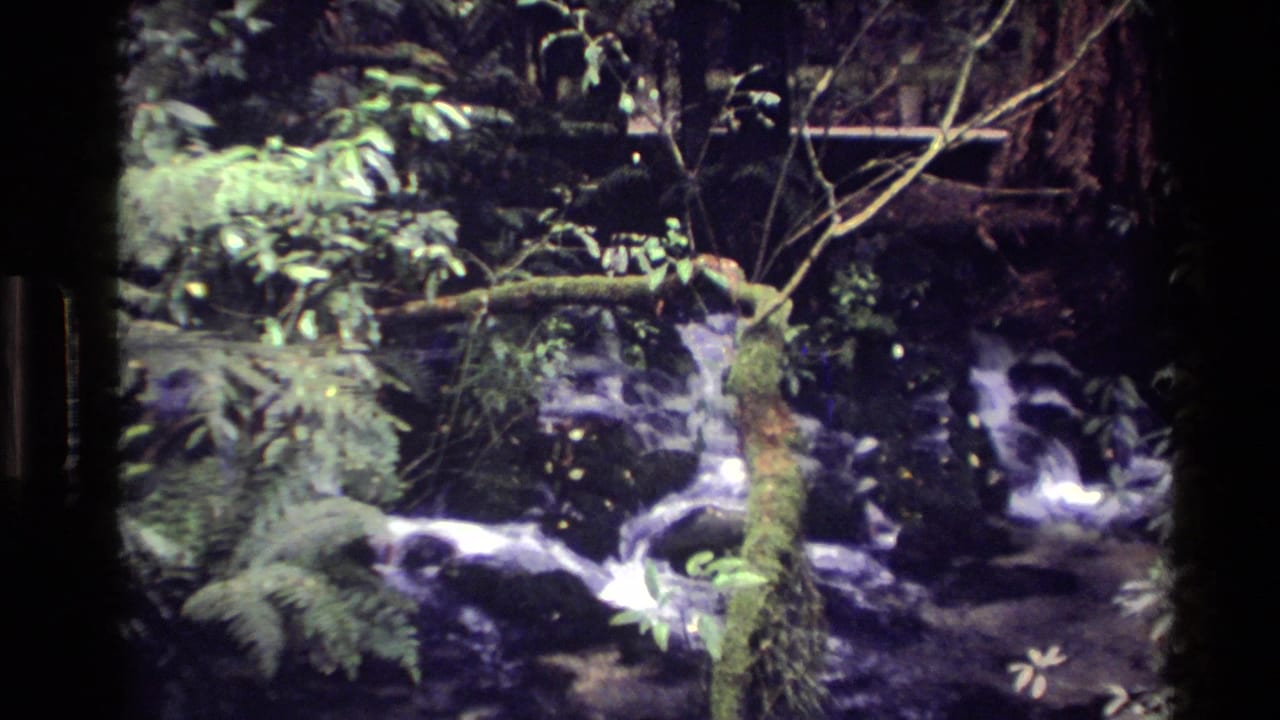 Stream and ferns seen through soft home-movie focus.