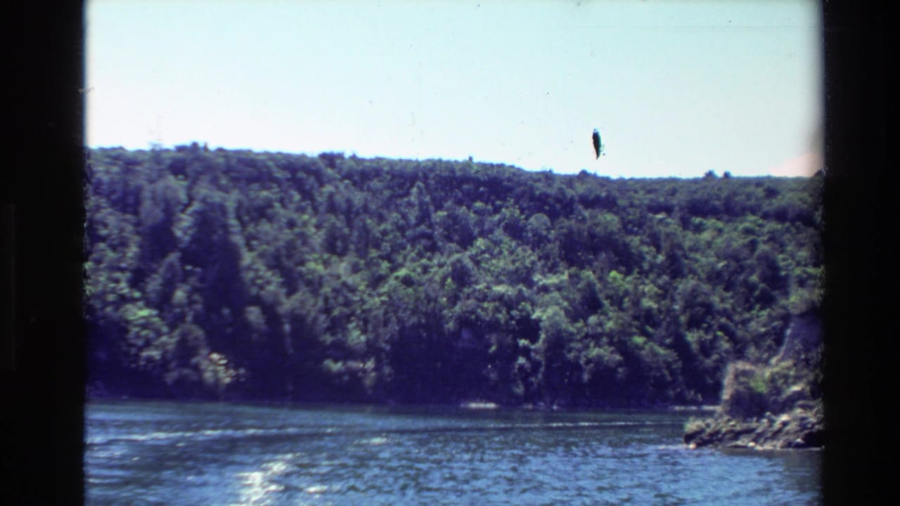 1981 New Zealand 8mm frame with dense trees along the water, low hills beyond, and a rocky shoreline edge on the right.