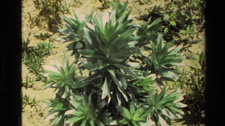 Close 8mm travel shot of green spiky plants in sandy ground, likely from the same New Zealand home-movie reel.