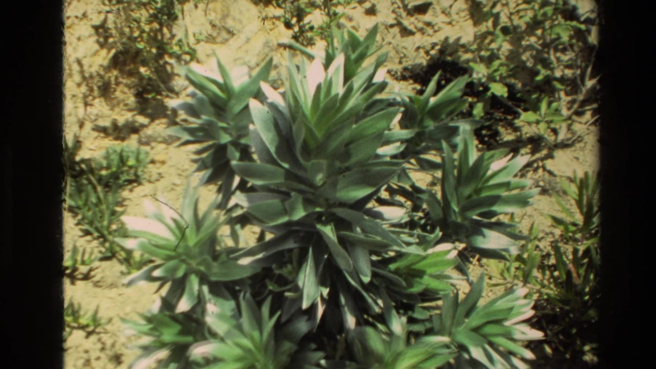 1981 New Zealand 8mm frame of spiky coastal vegetation on sandy rocky ground in bright sun.
