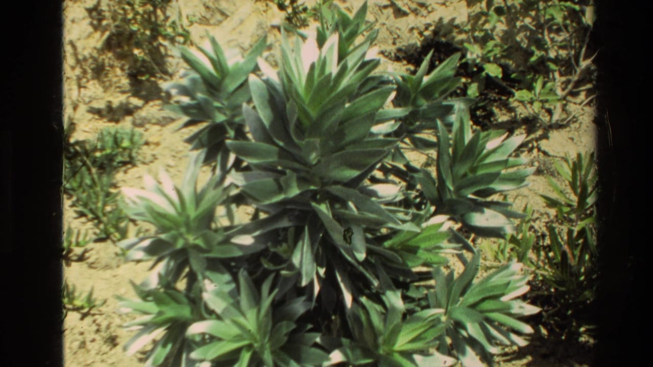 Green spiky plant and surrounding low vegetation on sunlit rocky soil.