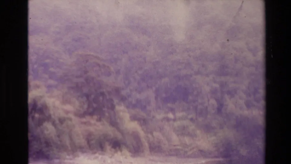 1981 New Zealand 8mm frame shifting toward brush or shoreline vegetation, with soft focus and strong purple film cast.