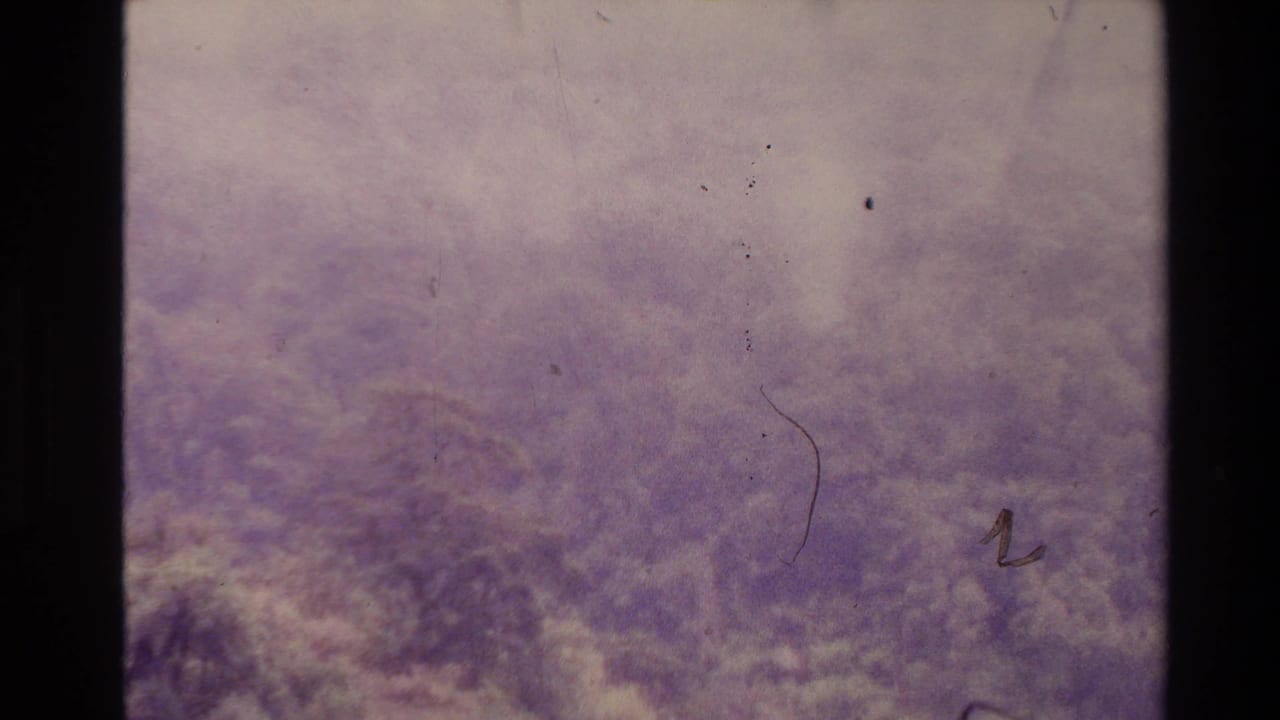 Soft purple-tinted view of dense treetops with dark 8mm frame edges and surface dust.