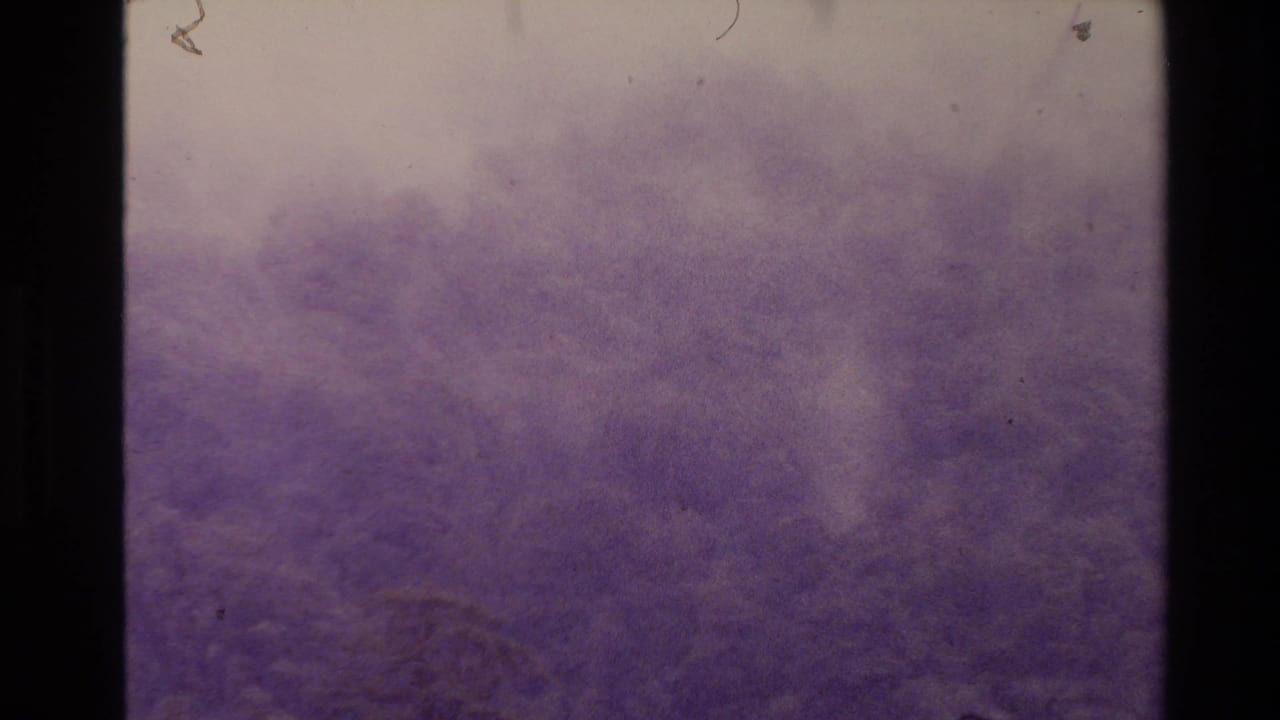 Faded 8mm view of New Zealand forest canopy in 1981, with lavender cast, soft focus, dust, and gate-edge framing.