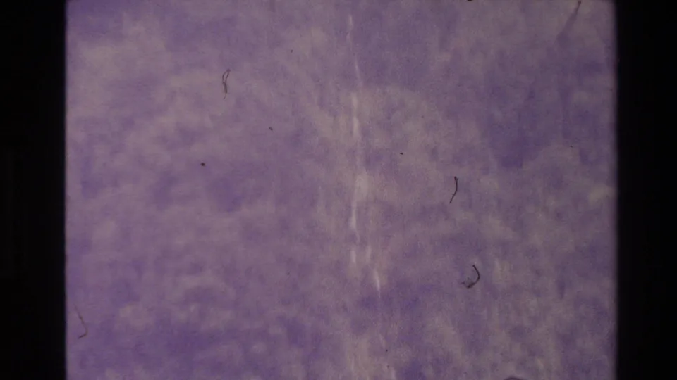 1981 New Zealand 8mm frame showing a mottled purple surface beside a dark film division, with dust, scratches, and soft grain.