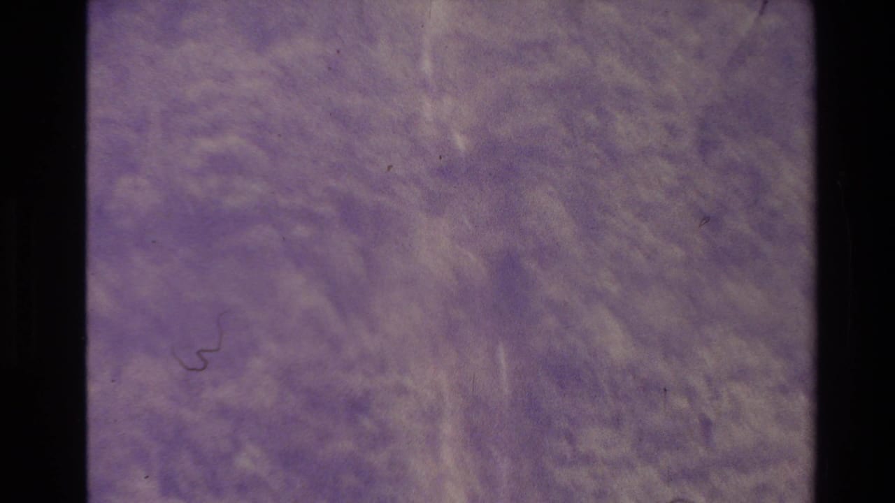 Purple-tinted frame with soft trees, dark film border, dust, and scratches.