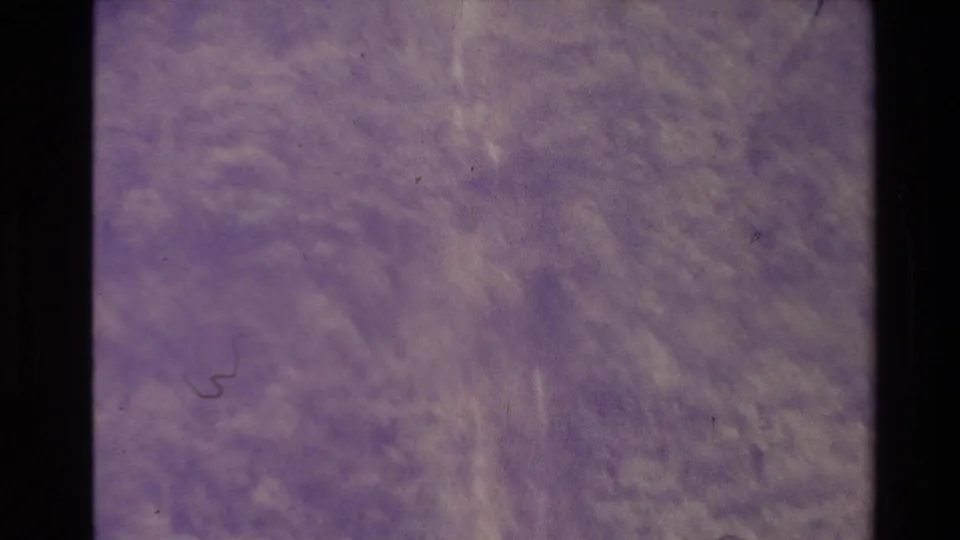 Purple-shifted 8mm frame from New Zealand footage, showing soft leafy trees and visible film wear.