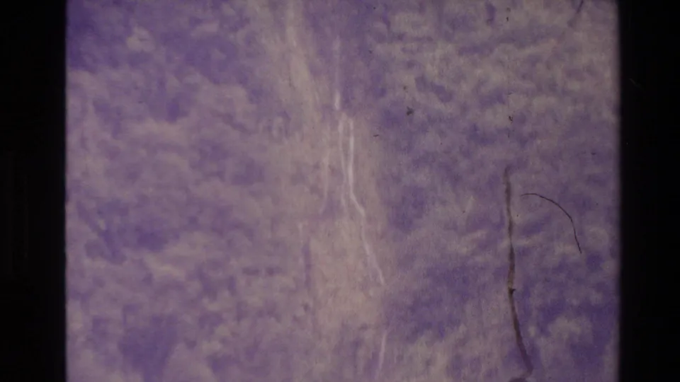 Soft 1981 New Zealand 8mm view of dense trees and pale trunks under a pronounced purple color shift.
