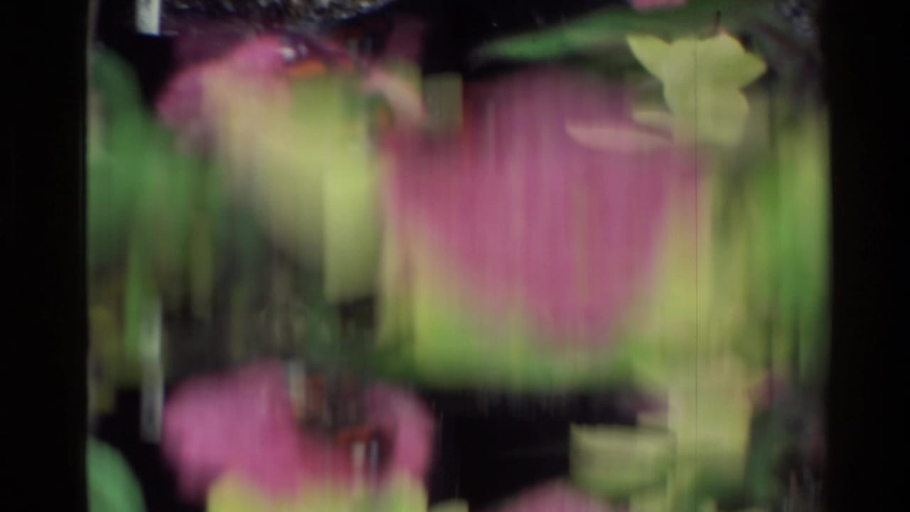 Soft, motion-blurred close view of pink and green flowers or foliage in 1981 New Zealand 8mm home-movie footage.