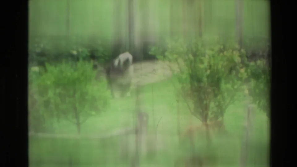 Soft 1981 New Zealand home-movie frame showing two dogs in a green yard, including a larger pale dog and a smaller brown dog.