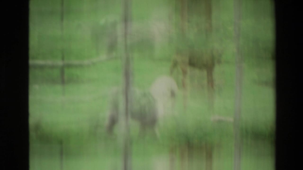 Blurred dogs stand on green grass behind vertical window or fence lines.