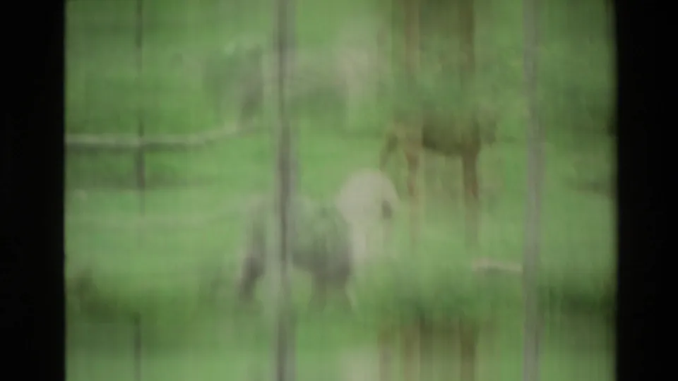 1981 New Zealand 8mm frame showing blurred dogs in a green backyard, seen through vertical window or fence lines.