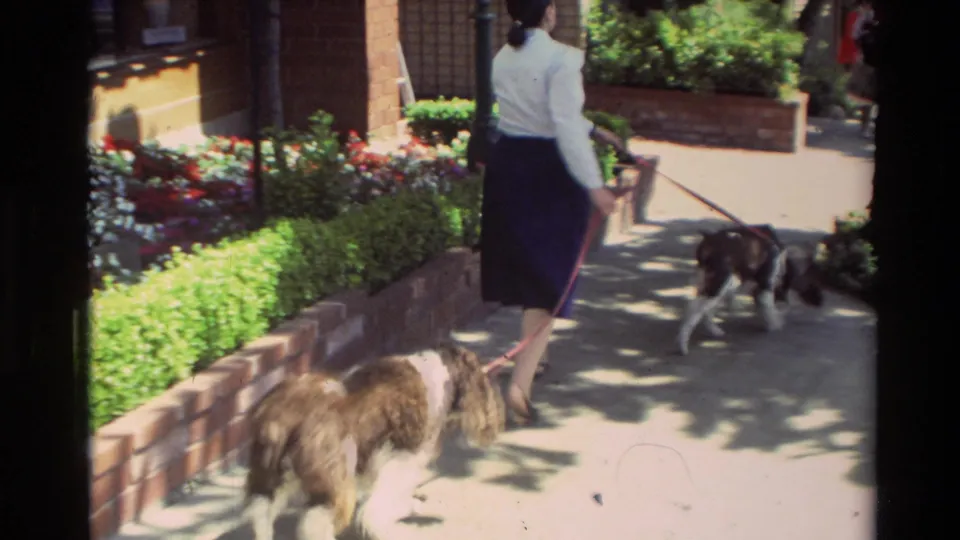 1982 Carmel sidewalk view with a woman walking two dogs past brick planters, flowers, and sunlit greenery.