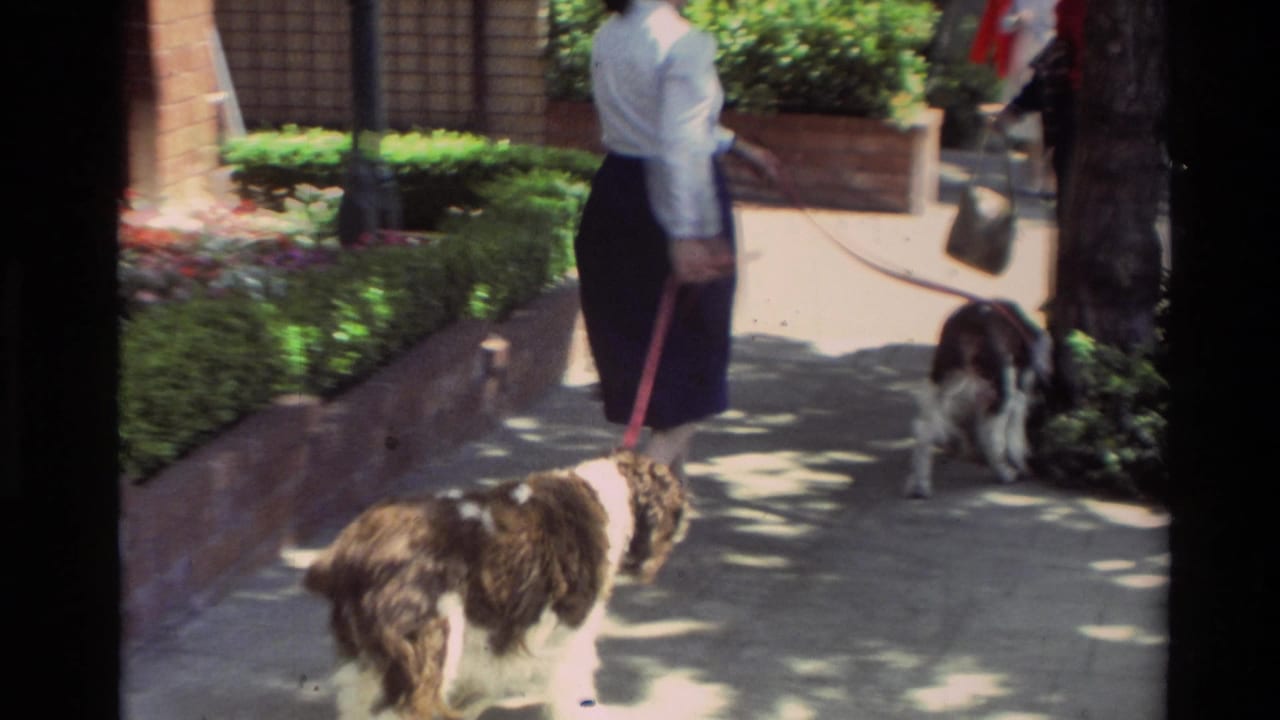 Woman walking two leashed dogs along a shaded sidewalk beside brick planters and hedges.