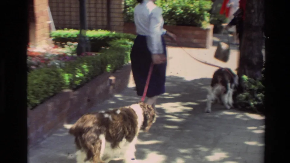 In Carmel, California, 1982, a woman in a white blouse and dark skirt walks two dogs along a sun-dappled sidewalk.