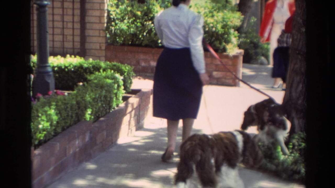 A woman walks away from the camera with two leashed dogs on a leafy Carmel sidewalk in 1982.