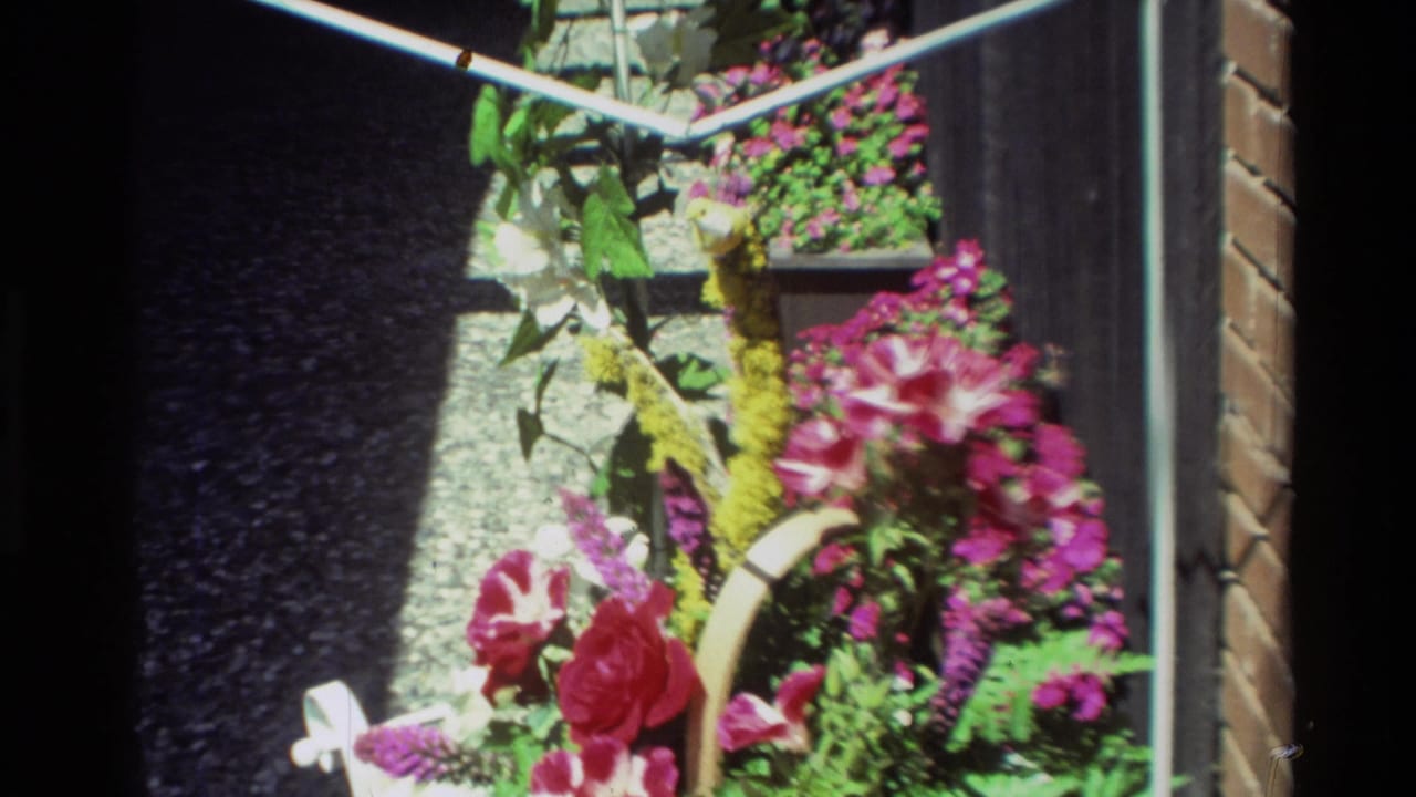 Carmel, California garden detail from 1982 footage, showing roses, pink flowers, greenery, and white metal framing in hard sunlight.