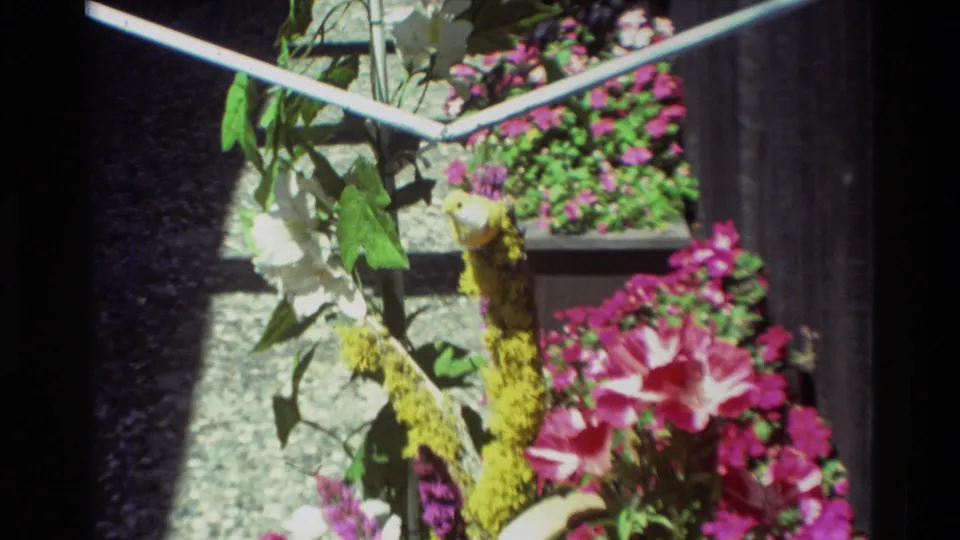 1982 Carmel garden frame revealing a small yellow bird ornament on a mossy stake among pink flowers, leaves, and bright wall shadows.