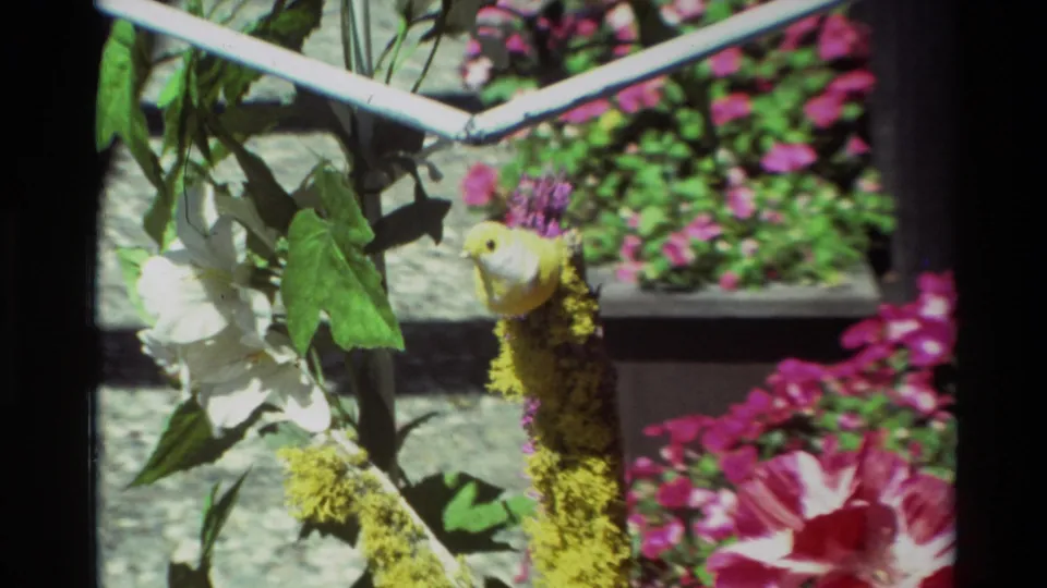 Carmel 1982 home-movie still showing a yellow bird ornament nestled among leaves, white blossoms, pink flowers, and sharp sunlit shadows.