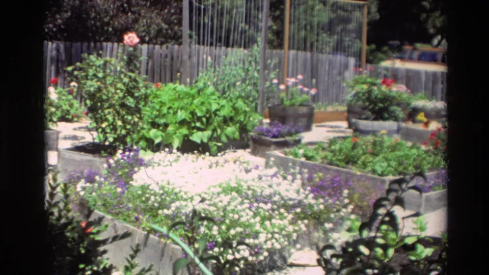 Carmel garden detail with raised beds, flowering plants, pots, fencing, and bright 8mm color.