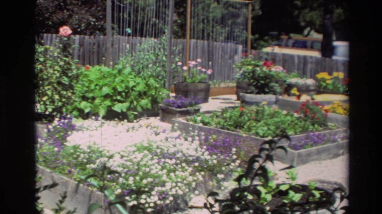Raised flower beds and gravel paths in a sunny garden.