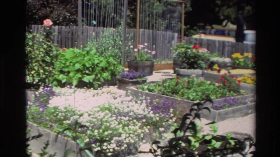 Carmel, California garden scene with raised wooden planters, flowers, gravel paths, fence, and trees in 1982 home-movie footage.