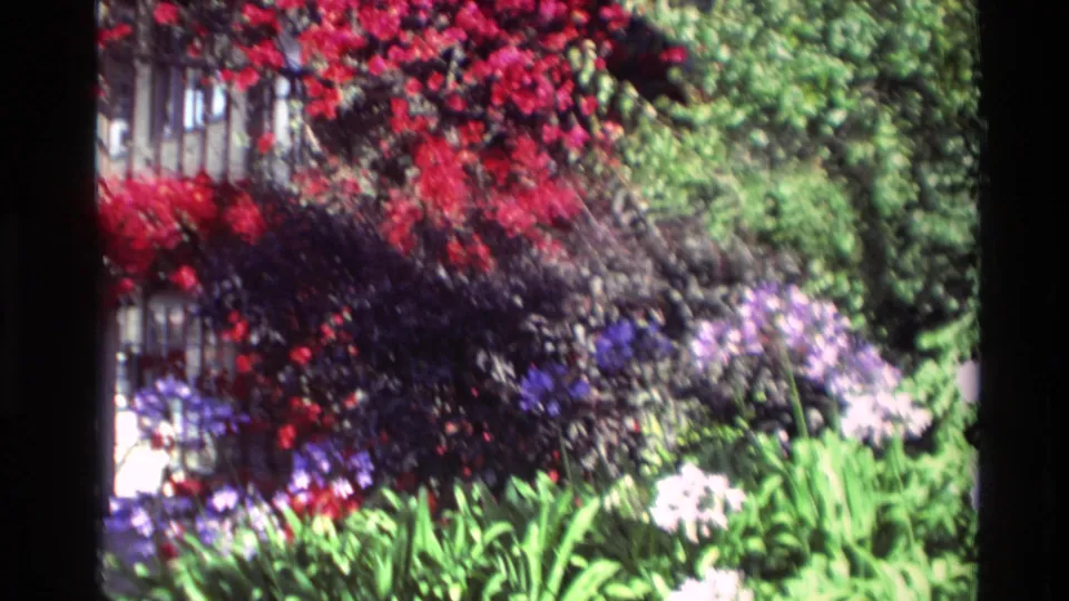 1982 Carmel garden frame with red flowering vines, purple agapanthus, dark foliage, and green plants near a fence line.