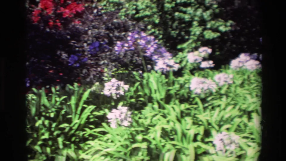 1982 Carmel garden frame showing green strappy leaves, pale flower clusters, purple blooms, and darker shrubbery.