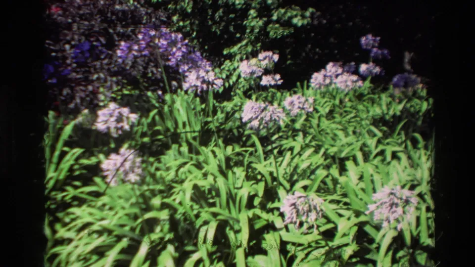 1982 Carmel home-movie frame with tall pale agapanthus-like flowers, green leaves, dark shrubs, and a fence behind them.