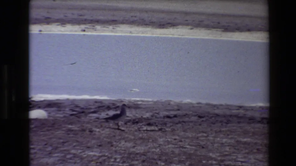 A lone bird, likely a gull, walks along the muddy edge of a salt-flat shoreline in 8mm home-movie footage.