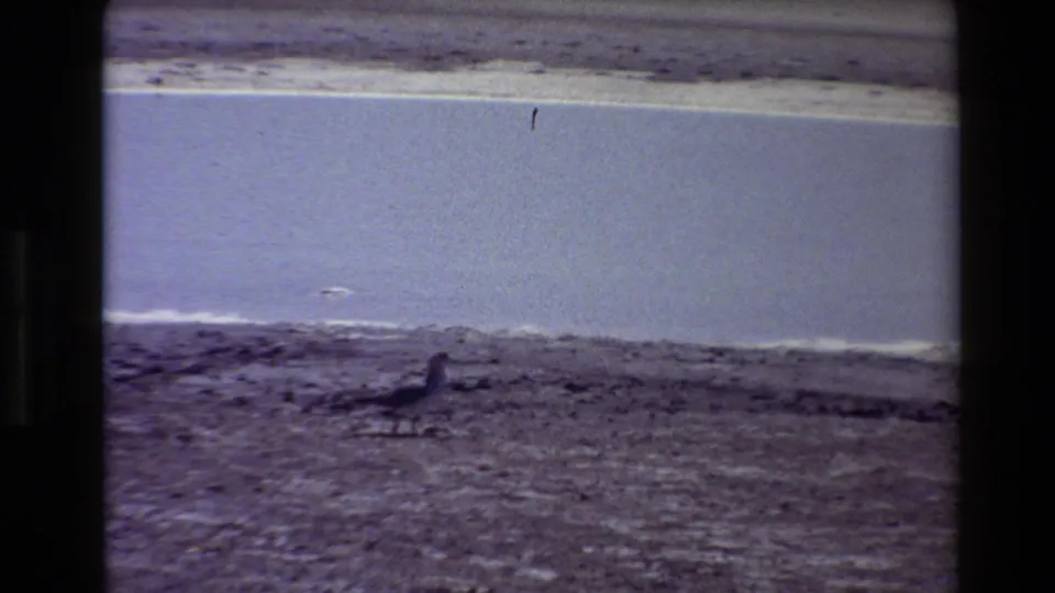 The final frame holds on a small shorebird beside pale water and rough ground at the edge of a Western USA salt flat.