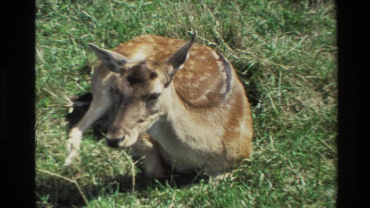 A spotted deer doe rests in grass in 1981 New Zealand 8mm footage, with warm color and soft home-movie focus.