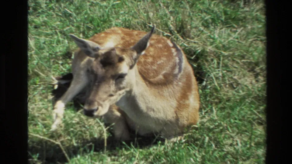 A spotted deer doe rests in grass in 1981 New Zealand 8mm footage, with warm color and soft home-movie focus.