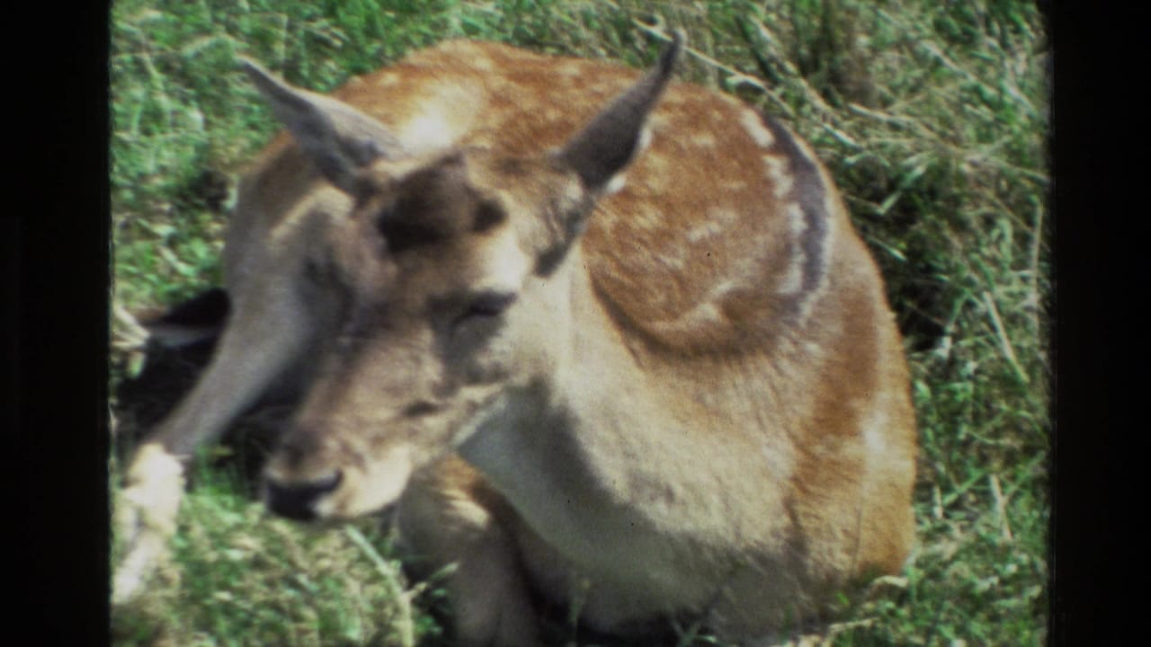 The resting spotted doe fills more of the frame, seen through soft 8mm color and grain in a grassy New Zealand setting.