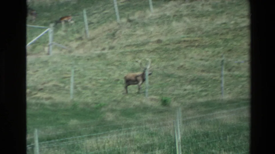 An antlered stag stands on a grassy hillside behind wire fencing, with another deer visible in the distance.