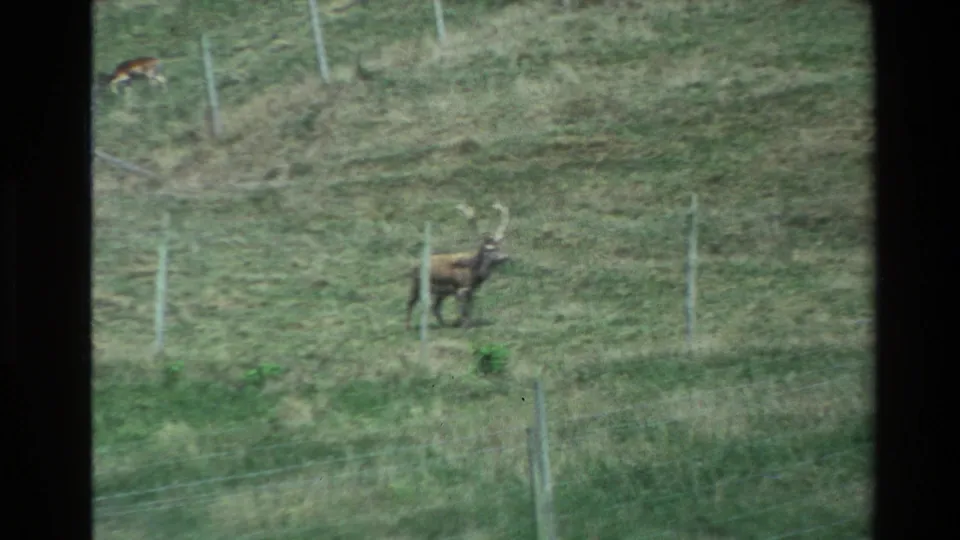An antlered stag walks across a fenced pasture slope, with muted 8mm color and distant deer in the background.