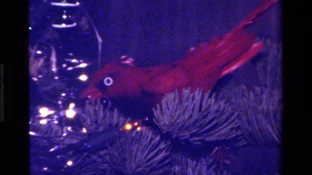 Red bird ornament on a Christmas tree in 1979 California home-movie footage, tinted blue with visible 8mm grain.