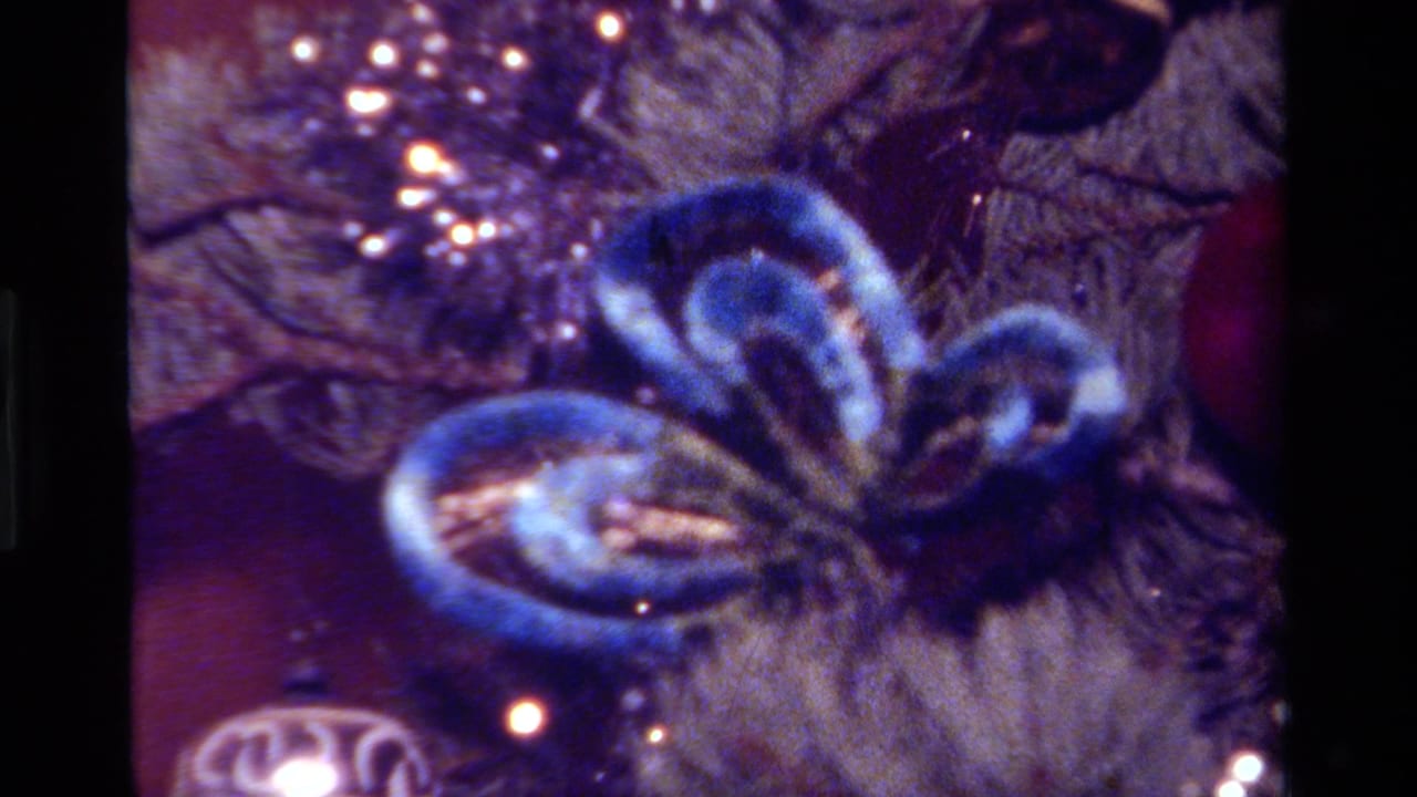 Soft 8mm close-up from 1979 California showing a blue ribbon ornament, tinsel, tree branches, and a partial patterned bauble.