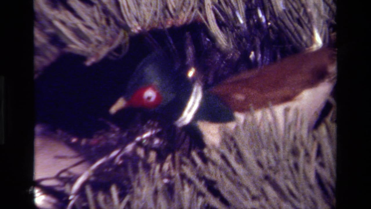 1979 California 8mm frame showing a decorative bird ornament nestled in textured Christmas tree material.