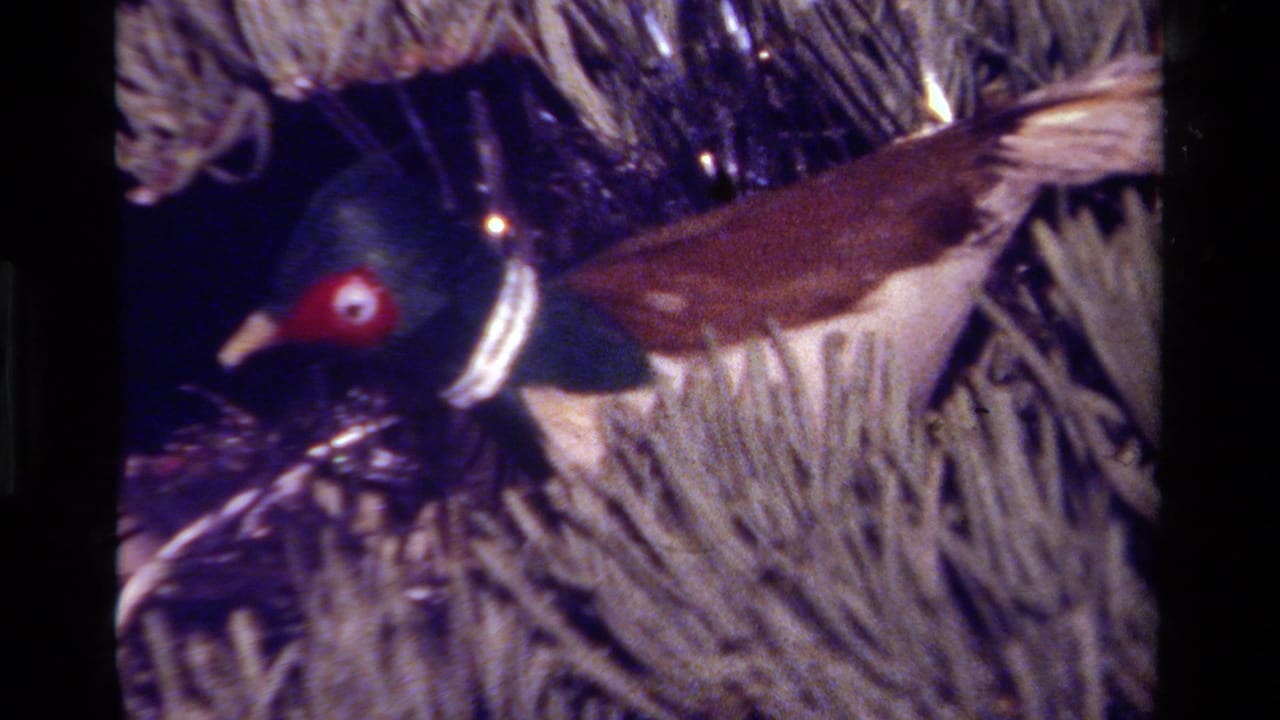 1979 California home-movie frame with a bird ornament, red eye, green head, and brown wing against a Christmas tree.