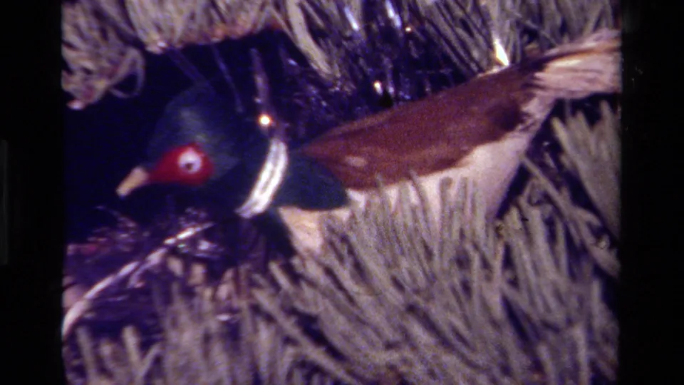 1979 California home-movie frame with a bird ornament, red eye, green head, and brown wing against a Christmas tree.