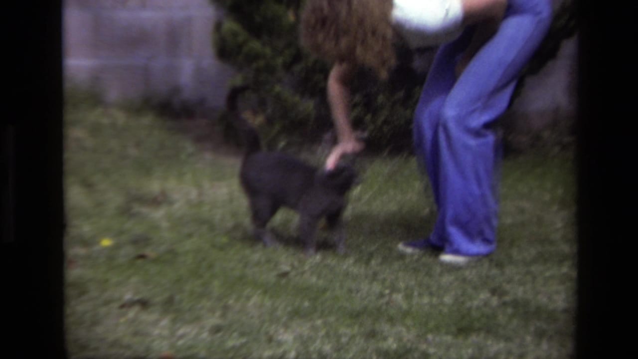 In supplied 1979 Laguna Beach home-movie footage, a person in blue pants bends toward a gray cat in a grassy backyard.