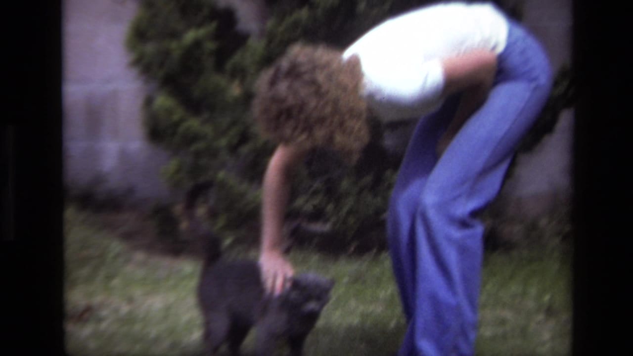 The person remains bent over the gray cat in the grassy yard, with shrubbery and a concrete wall behind them.