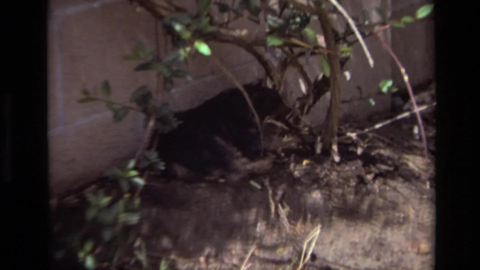 The gray cat is partly obscured among backyard shrubs, soil, roots, and a concrete wall in the supplied home-movie scene.
